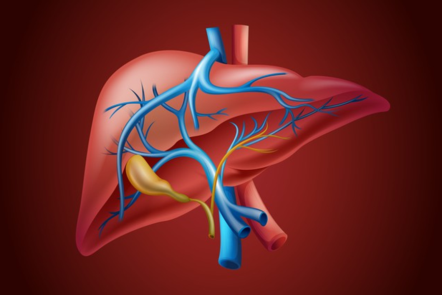 The Complete Liver Course – Anatomy, Physiology & Pathology